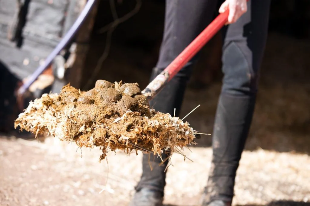 horse manure removal in tucson
